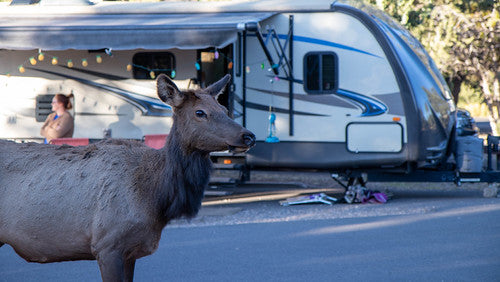 Best Grand Canyon RV Parks